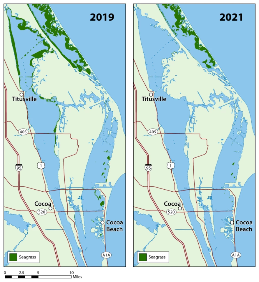 This image shows the loss of grass between the St. Johns River Water Management District’s 2019 and 2021 surveys in Brevard County. SJRWMD estimated the lagoon housed 33,205 acres in 2019, which dropped to 19,821 last year.